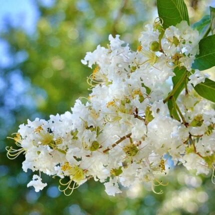 Lagerstroemia Furush Flower Plant-White