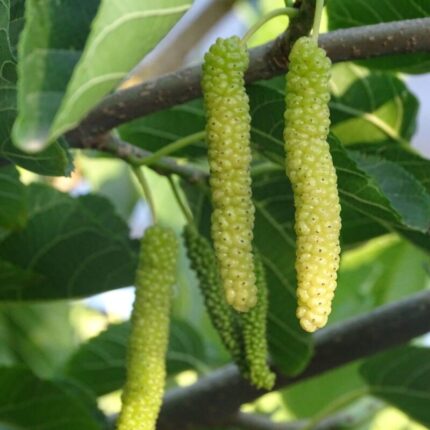 White Long Mul-Berry Fruit Plant