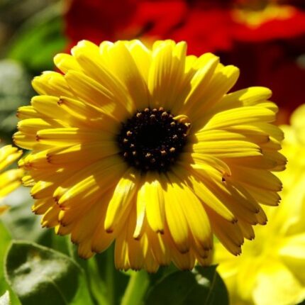 Calendula Flower Plant - Yellow