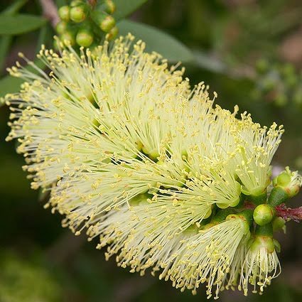 Dwarf Varitey Bottle Brush Flower Plant - Yellow