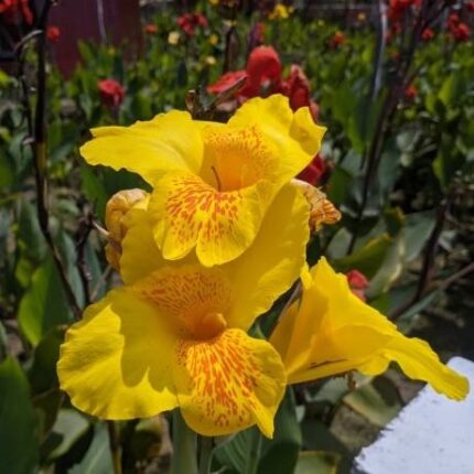 Canna Indica Flower Plant - Yellow