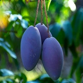 Kasturi Mango | Grafted Fruit Plant