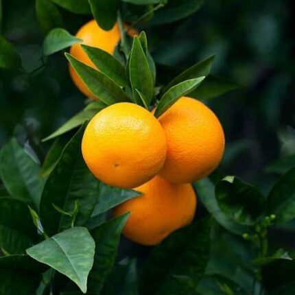 Vietnam Alltime Sweet Orange Grafted Fruit Plant