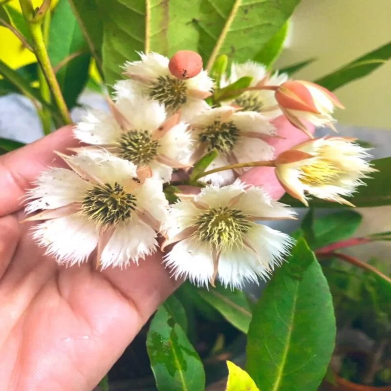 hybrid-rudraksha-plant2.webp