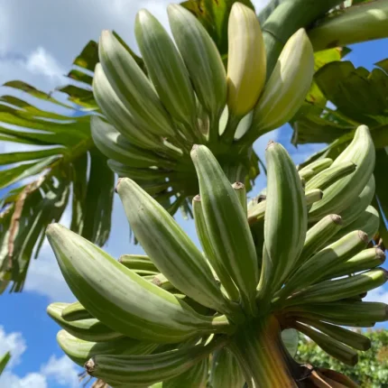 Verigated Banana Fruit Plant