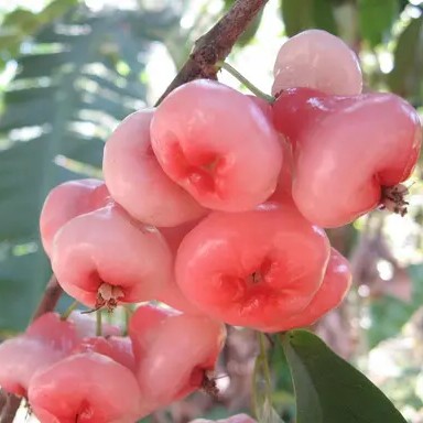 Pink Water Apple Fruit Plant