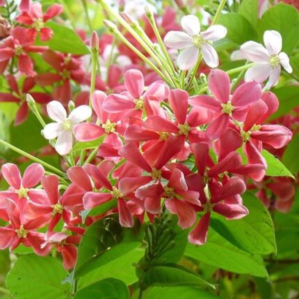 Dwarf Varitey Rangoon Creeper - Madhumalati Flower Plant