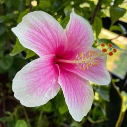Hibiscus 365 Days Flowers Plant