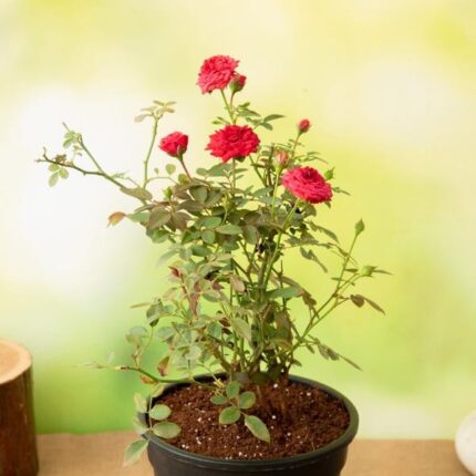 Botton Rose Flower Plant - Red
