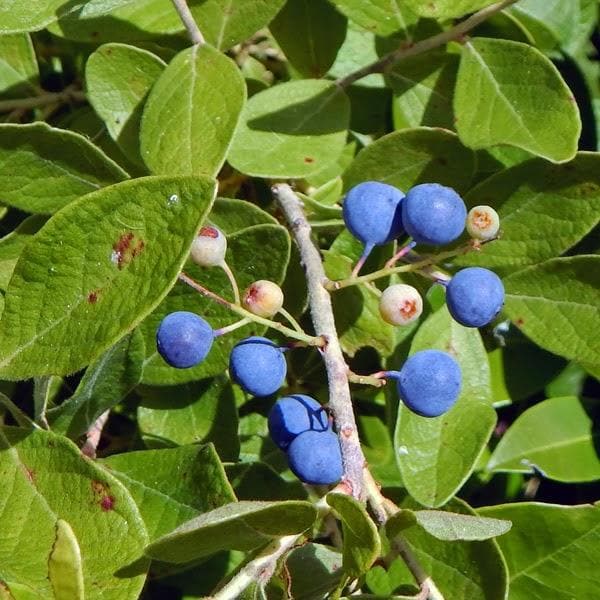 nurserylive-rudraksha-tree-plant-1.jpg