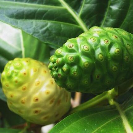 Noni Fruit Plant