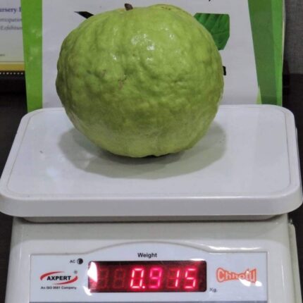 VNR Gauva | Grafted & Hybrid Fruit Plant