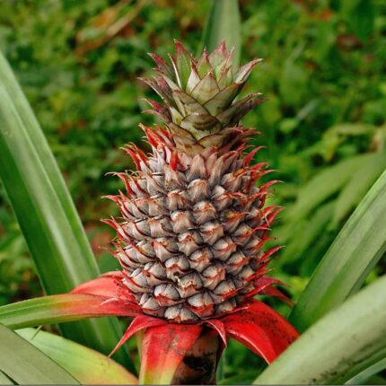Red-Pineapple Fruit Plant